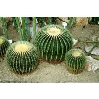 Schwiegermutterstuhl / Goldkugelkaktus - Echinocactus grusonii - Samen