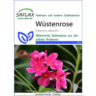 Wüstenrose - Adenium obesum - Samen