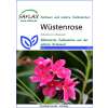 Wüstenrose - Adenium obesum - Samen