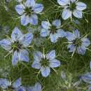 Schwarzkümmel, echter - Nigella sativa - Samen