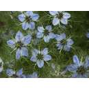 Schwarzkümmel, echter - Nigella sativa - Samen