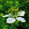 Schwarzkümmel, echter - Nigella sativa - Samen