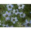 Schwarzkümmel, echter - Nigella sativa - Samen