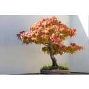 Amerikanischer Amberbaum - Liquidamber styraciflua - Samen