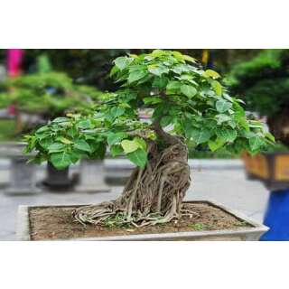 Buddha-Feige / Bodhibaum - Ficus religiosa - Samen