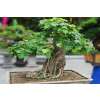 Buddha-Feige / Bodhibaum - Ficus religiosa - Samen