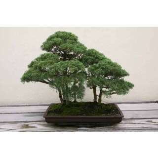 Chinesischer Wachholder - Juniperus chinensis - Samen