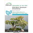 Echte Myrte / Brautmyrte - Myrtus communis - Samen