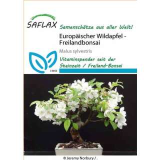 Europäischer Wildapfel - Malus sylvestris - Samen