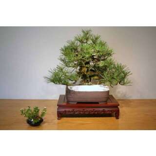 Japanische Schwarzkiefer - Pinus thunbergii - Samen