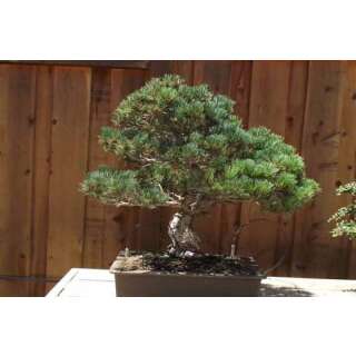 Mädchenkiefer - Pinus parviflora syn. Pinus pentaphylla - Samen