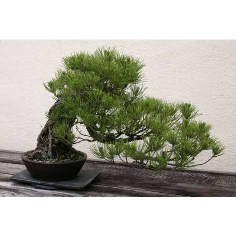 Mittelmeer Pinie, Italienische Steinkiefer - Pinus pinea - Samen