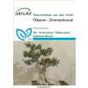 Ölbaum / Olive - Olea europea - Samen