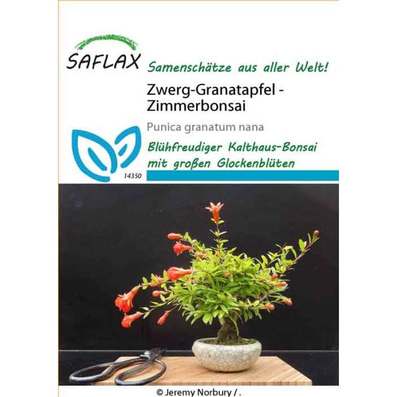 Zwerg-Granatapfel - Punica granatum nana - Samen