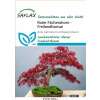 Roter Fächerahorn - Acer palmatum Atropurpureum - Samen