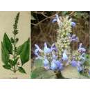 Mexikanische Chia - Salvia hispanica - Samen