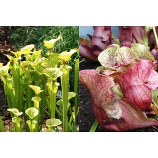 Schlauch- / Kannenpflanze - Sarracenia purpurea - Samen