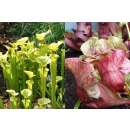 Schlauch- / Kannenpflanze - Sarracenia purpurea - Samen