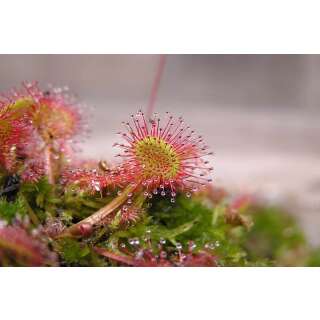 Rundblättriger Sonnentau - Drosera rotundifolia - Samen