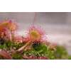 Rundblättriger Sonnentau - Drosera rotundifolia - Samen