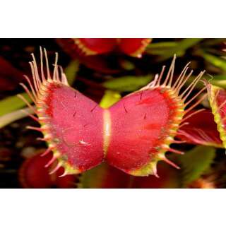 Venus Fliegenfalle - Dionaea muscipula - Samen