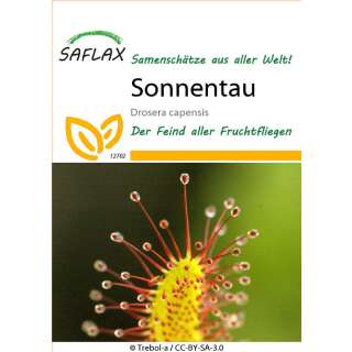 Sonnentau - Drosera capensis - Samen