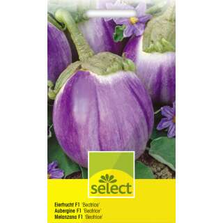 Aubergine, Eierfrucht Beatrice F1 - Solanum melongena -...