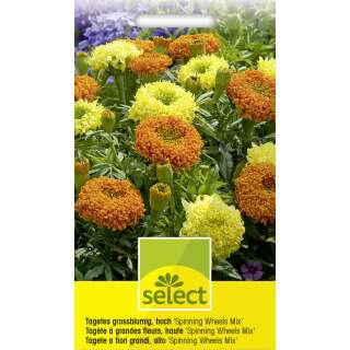 Studentenblume, Sammetblume Spinning Wheels Mix - Tagetes erecta, Asteraceae - Samen