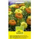 Studentenblume, Sammetblume Spinning Wheels Mix - Tagetes erecta, Asteraceae - Samen