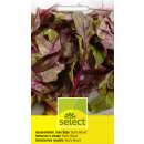 Salat, Randenblätter, Rote Rübe Bulls Blood - Beta vulgaris, Chenopodiaceae - Samen