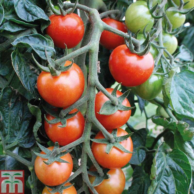 Tomate Primabella - Solanum Lycopersicum - Samen