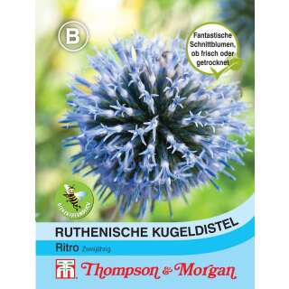 Kugeldistel, ruthenische Ritro - Echinops ritro subsp....