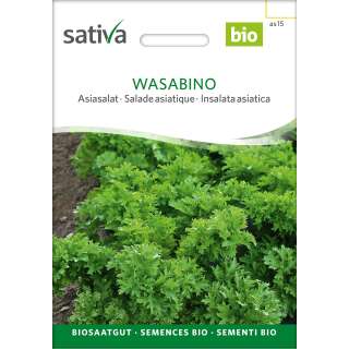 Asiasalat Wasabino - Brassica rapa var. Japonica