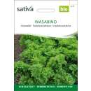 Asiasalat Wasabino - Brassica rapa var. Japonica