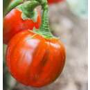 Aubergine Orange - Solanum melongena - Demeter Biologische Samen