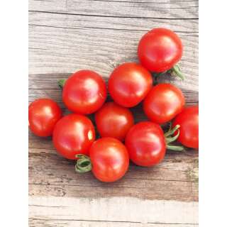 Tomate Mexikanische Honigtomate - Lycopersicon esculentum  - Demeter biologische Samen