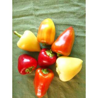 Paprika, Peperoni Samborca - Capsicum annuum - Demeter...