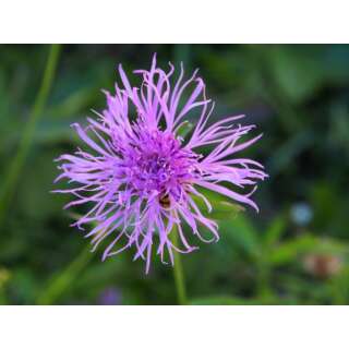 Wiesen Flockenblume - Centaurea Jacea - Demeter biologische Samen