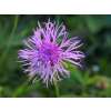 Wiesen Flockenblume - Centaurea Jacea - Demeter biologische Samen