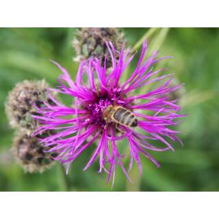 Skabiosen Flockenblume - Centaurea scabiosa - Demeter biologische Samen