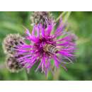 Skabiosen Flockenblume - Centaurea scabiosa - Demeter...