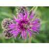 Skabiosen Flockenblume - Centaurea scabiosa - Demeter biologische Samen