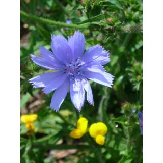 Wegwarte - Cichorium intybus - Demeter biologische Samen