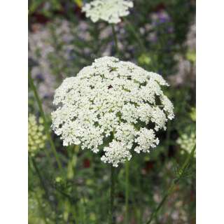 Wilde Möhre - Daucus carota - Demeter biologische Samen