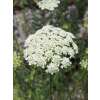 Wilde Möhre - Daucus carota - Demeter biologische Samen