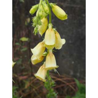 Gelber Fingerhut - Digitalis lutea - Demeter biologische Samen