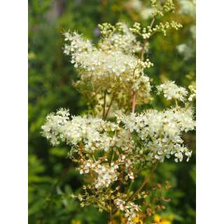 Mädesüss - Filipendula ulmaria - Demeter biologische Samen