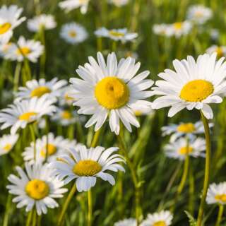 Wiesenmargerite - Leucanthemum vulgare - Demeter biologische Samen