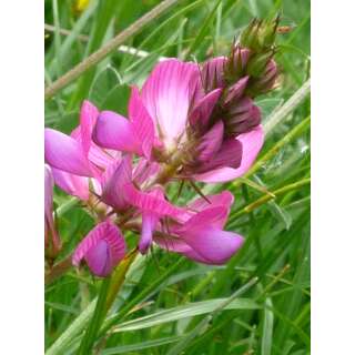 Saat Esparsette - Onobrychis vicciifolia - Demeter biologische Samen