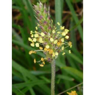 Spitzwegerich - Plantago lanceolata - Demeter biologische Samen